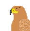 TawnyEagle.png