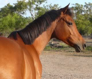 IMAGE(http://i15.photobucket.com/albums/a386/simigirl75/08%20horse%20pics/gorgzari1.jpg)