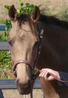 IMAGE(http://i15.photobucket.com/albums/a386/simigirl75/Be%20The%20Day/Buddywesternhalter4.jpg)