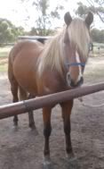 IMAGE(http://i15.photobucket.com/albums/a386/simigirl75/Mia/equesMiaone.jpg)
