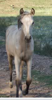 IMAGE(http://i15.photobucket.com/albums/a386/simigirl75/Mia/gemrunning.jpg)