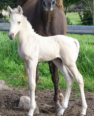 IMAGE(http://i15.photobucket.com/albums/a386/simigirl75/Platinum%20Park%20Silver%20Saxon/BrandysColt4daysold.jpg)