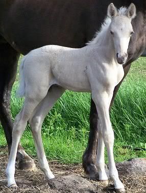 IMAGE(http://i15.photobucket.com/albums/a386/simigirl75/Platinum%20Park%20Silver%20Saxon/BrandysColt4daysold2.jpg)