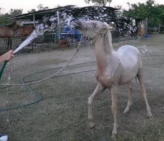 IMAGE(http://i15.photobucket.com/albums/a386/simigirl75/Platinum%20Park%20Silver%20Saxon/Saxybathtime9ths.jpg)