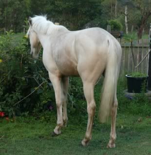 IMAGE(http://i15.photobucket.com/albums/a386/simigirl75/Platinum%20Park%20Silver%20Saxon/a4a388c8.jpg)