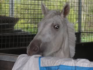 IMAGE(http://i15.photobucket.com/albums/a386/simigirl75/horses%2009/2Saxonstablesjan.jpg)