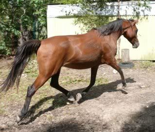 IMAGE(http://i15.photobucket.com/albums/a386/simigirl75/horses%2009/Zari15March09.jpg)
