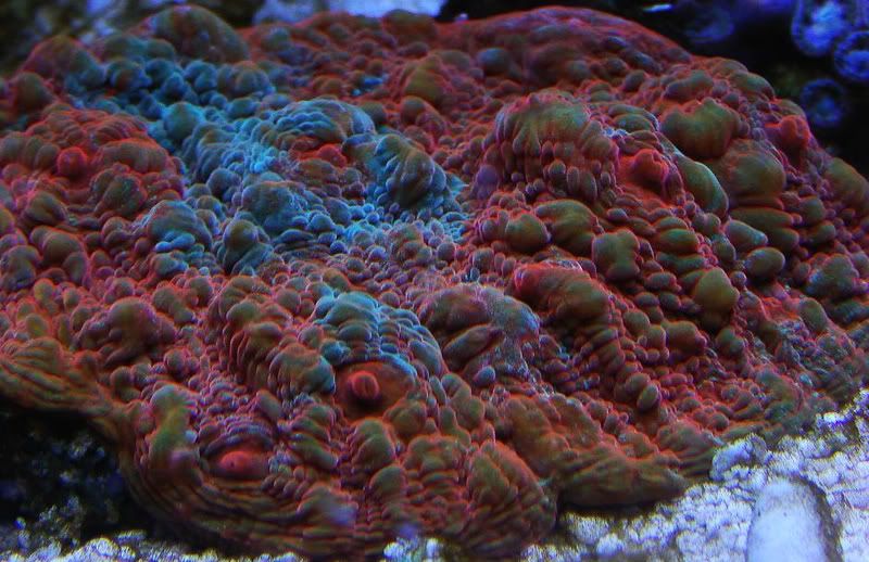 Oxypora Coral