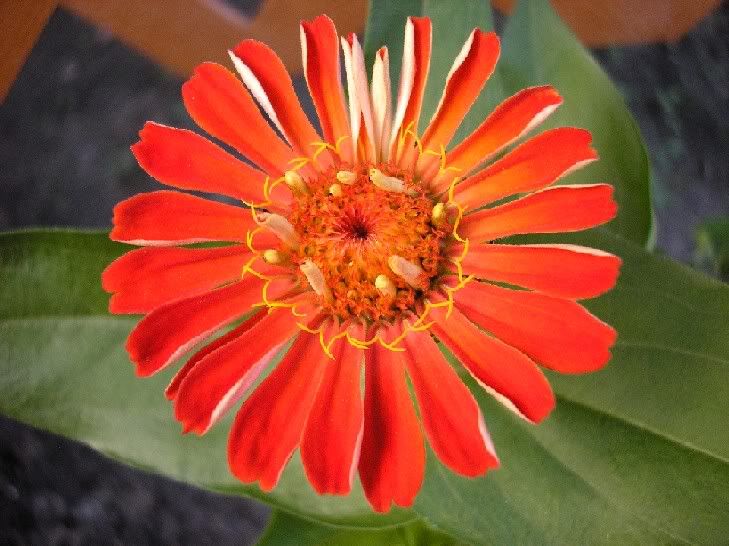 Image hosted by Photobucket.com