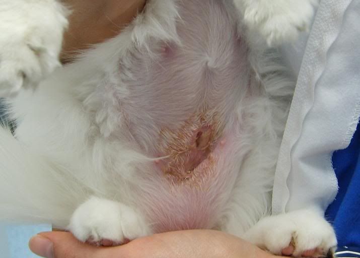 Spayed Dog Infection