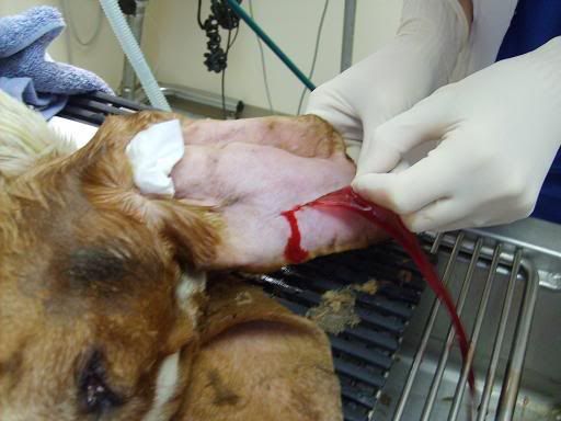hematoma in dog. Ear Hematoma Molar Extraction