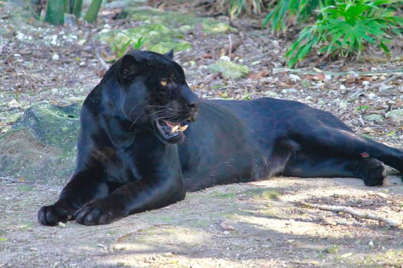 IMAGE: http://i15.photobucket.com/albums/a388/DAMHO/97107405-338C-45FF-A5C3-C51FAA704911.jpg