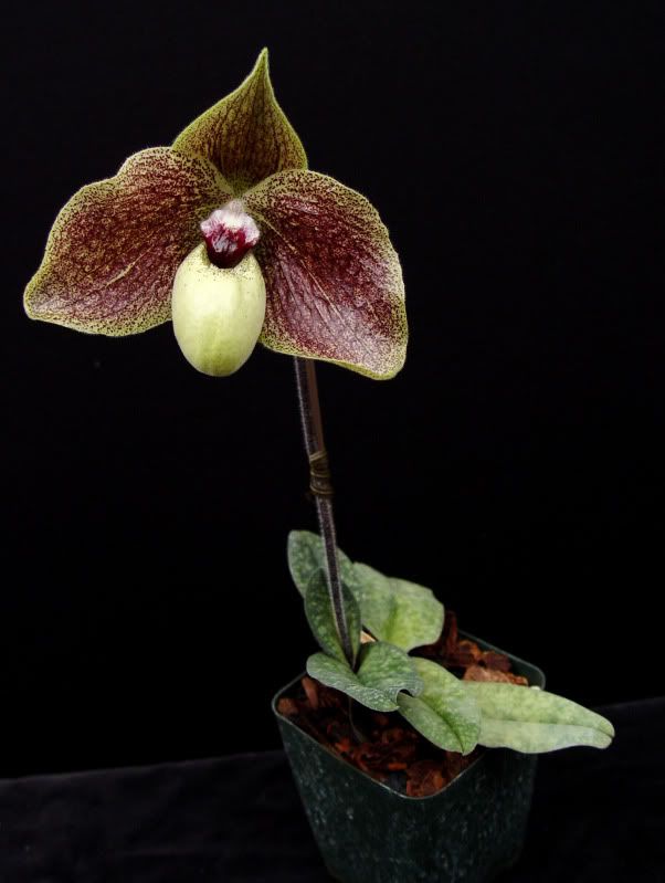 Chocolate Orchid Plant