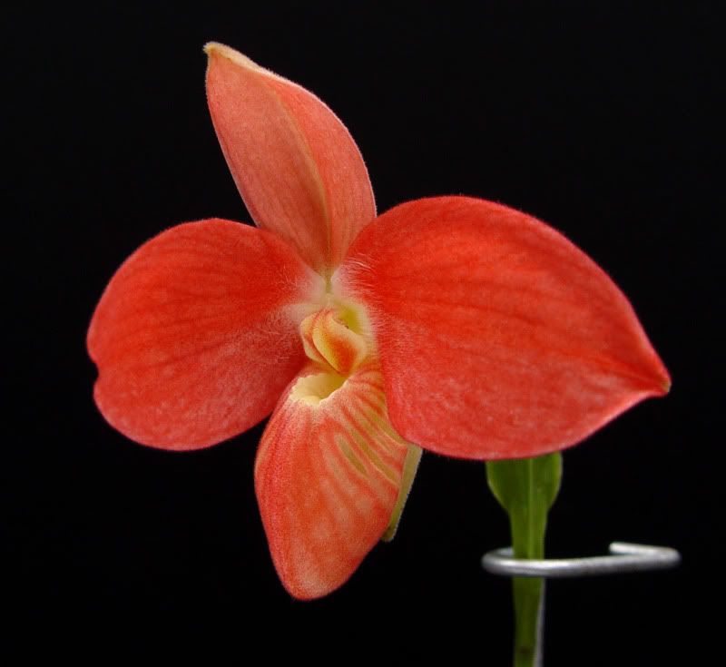 two more Phrag. Waunakee Sunset's Slippertalk Orchid Forum