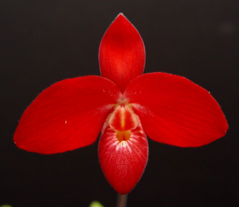 Phrag. Waunakee Sunset 'Dark Red' Slippertalk Orchid Forum