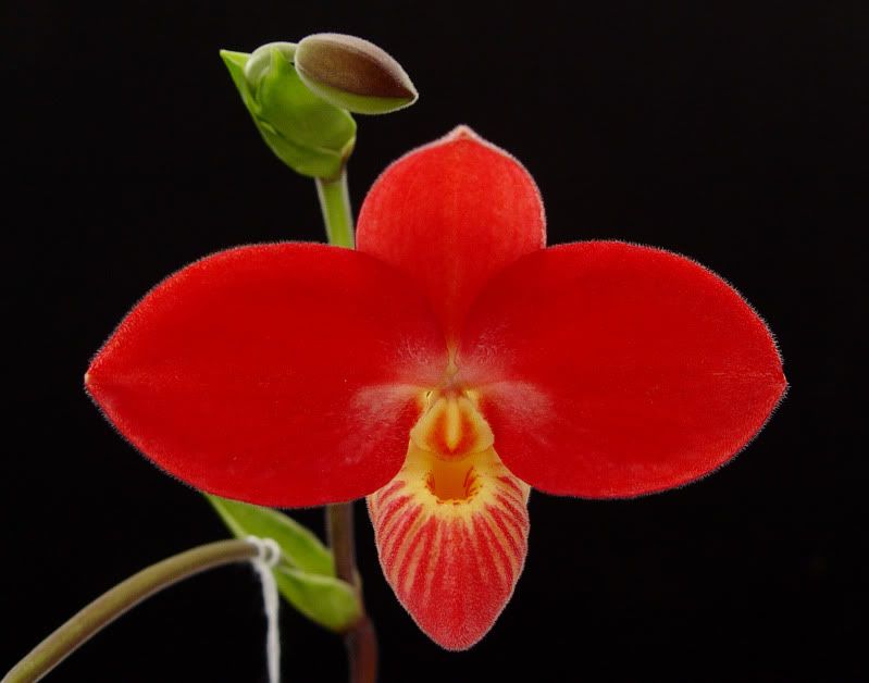 Phrag. Waunakee Sunset 'Red Mimosa' Slippertalk Orchid Forum