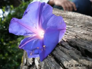fza.ithu.zazha