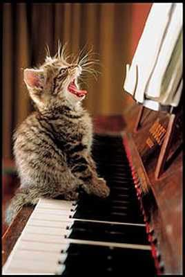 catatpiano.jpg