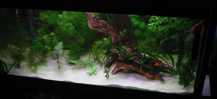 planted goldfish tank. Re: Planted Goldfish Tank