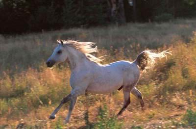 Arabian Stallion Pictures, Images and Photos