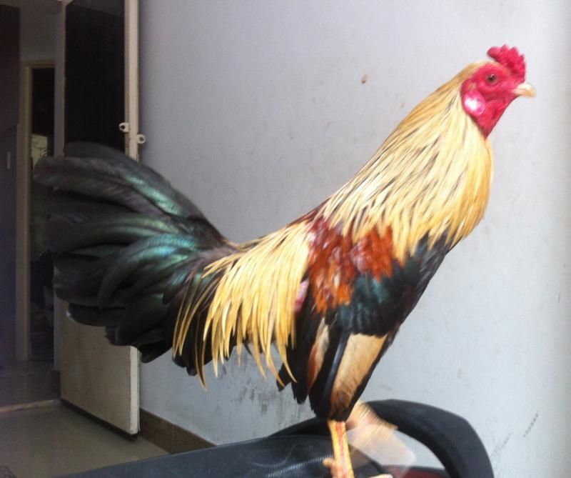 Gà tre cản mái - 1