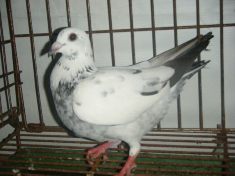 white racing pigeon