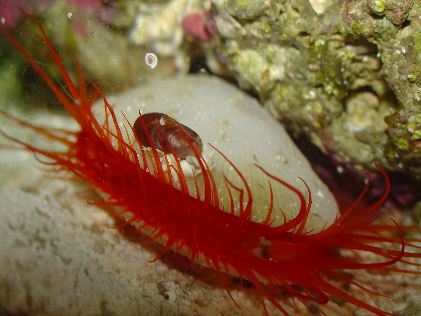 Electric Scallop