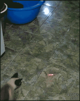 Spider_cat_laser_pointer.gif