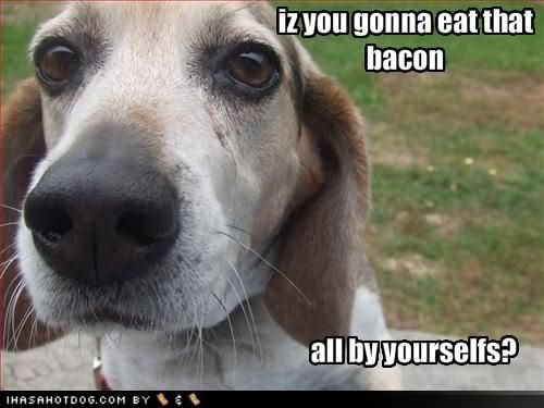 funny-dog-pictures-bacon.jpg