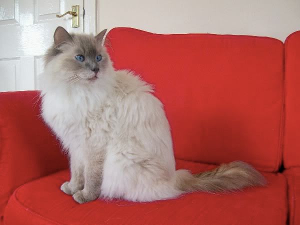 02_angel_onsofa_fromraggiestars.jpg?t=1263672766