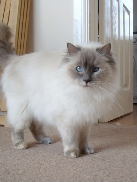 07_angel_pausedwalkingfluffy_fromra.jpg?t=1263672766