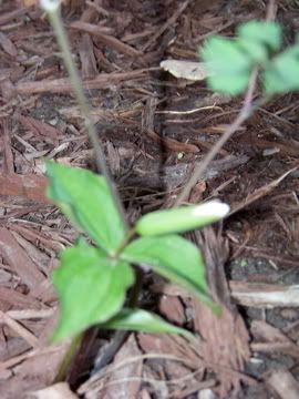 Trillium