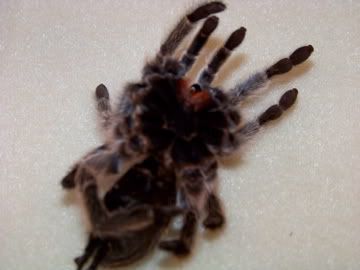 Bottom View Hannah's Molt 7-15-2009