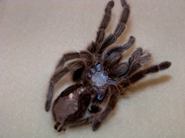 Top View hannah's Molt