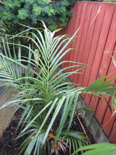 GardenUpdateSeptember2008plusnew-7.jpg