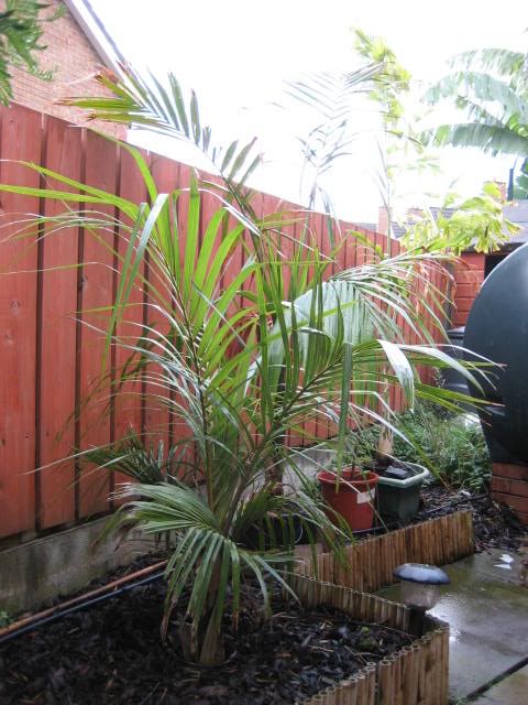 GardenUpdateSeptember2008plusnew-9.jpg