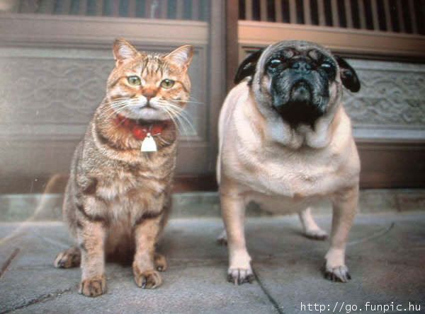 gambar kucing dan anjing