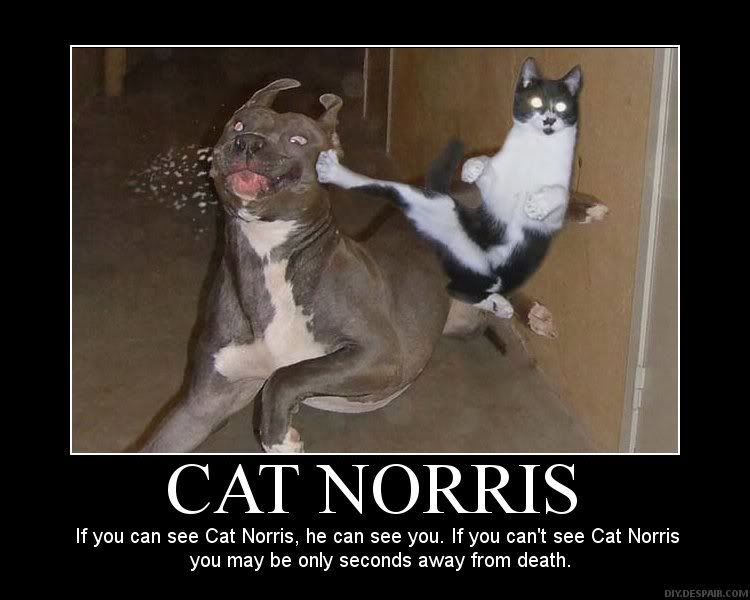 catnorris.jpg