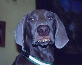 bucktoothdog.jpg