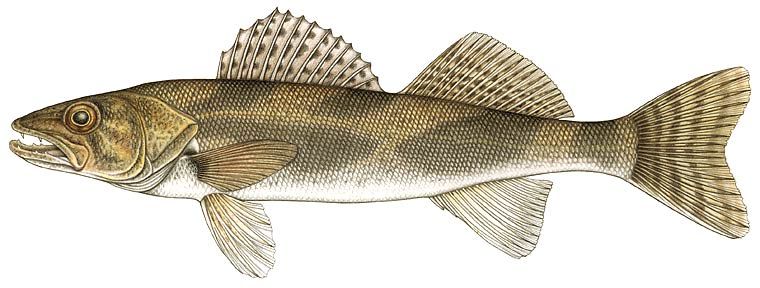 sauger.jpg