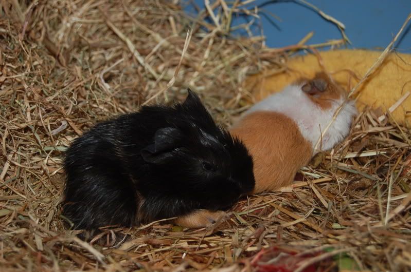 DSC_0333.jpg
