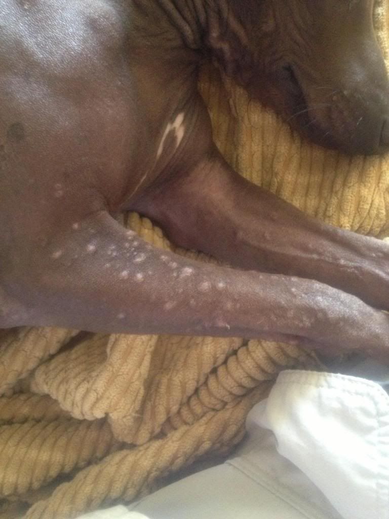dog ant bites dog ant bites