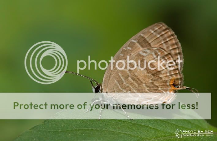 鍚冷雅灰蝶和雅灰蝶