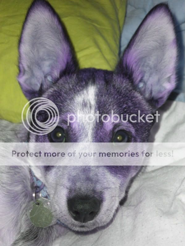 Purple Heeler Puppies For Sale - Photos All Recommendation